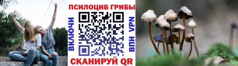 купить   ссылка на мегу ONION  Псилоцибиновые грибы Psilocybe  Кинель 